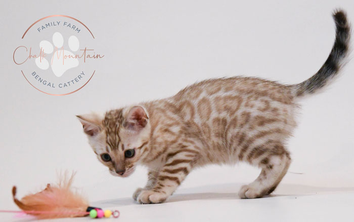 Bengal kitten for sale